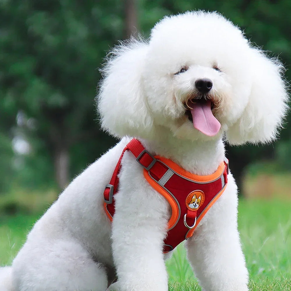 No-Pull Dog Harness & Leash