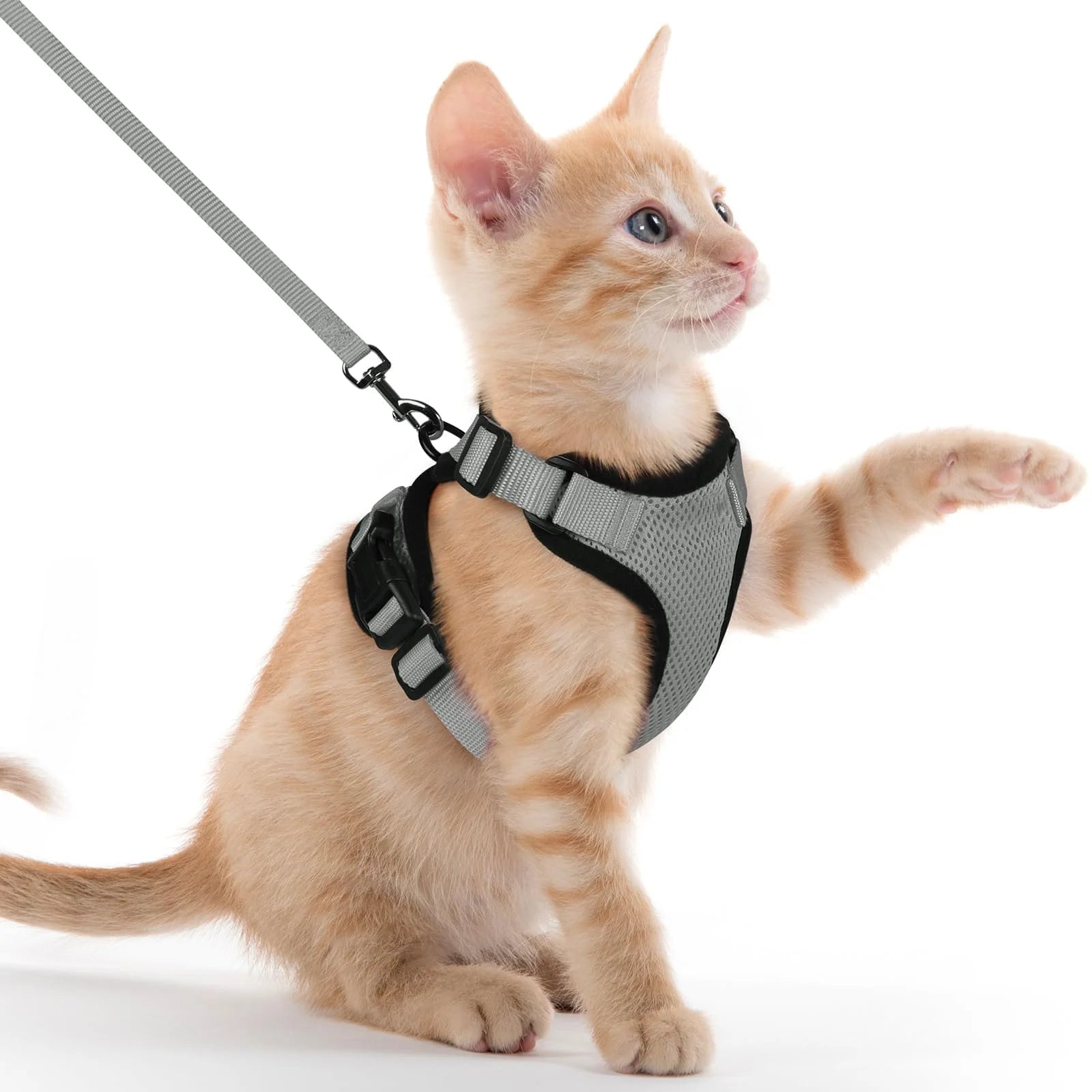 Mesh Cat Harness & Leash